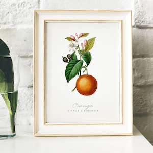 Orange Print, Vintage Kitchen Poster Wall Art Decor, Oranges drawing Gift for Mom, her, kitchen , fruits art print tropical fruit | B17