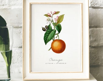 Vintage Orange Print: Botanical Kitchen Wall Art Decor