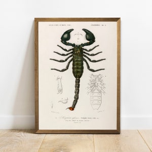 Scorpion Print, Antique Animal Painting, Vintage Drawing Poster Wall Art Decor, Emperor Scorpion,  vetrenerian poster, litograph | COO215