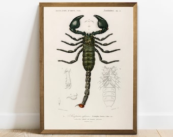 Scorpion Print, Antique Animal Painting, Vintage Drawing Poster Wall Art Decor, Emperor Scorpion,  vetrenerian poster, litograph | COO215