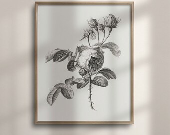 Vintage Rose Sketch, Classic Floral Art, Farmhouse Decor, Etching Art Print, Flower Drawing, C16-1161