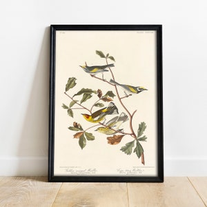 Warbler Print, Antique Bird Painting, Vintage Drawing Poster Wall Art Decor, Golden-winged, tropical bird prints, bird collector | COO416