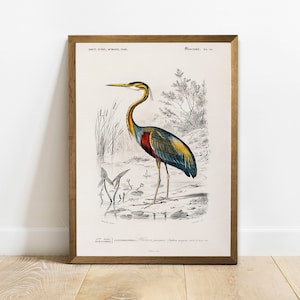 Purple Heron Print: Antique Bird Drawing, Vintage Wall Art