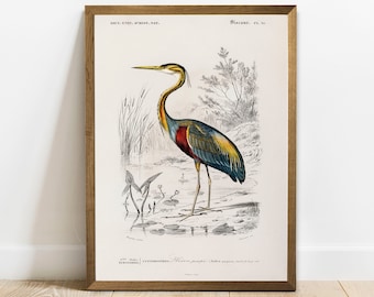 Heron print, antieke dieren schilderij, vintage tekening poster Wall Art decor, paarse reiger, klas poster, schilderij litographs | COO185