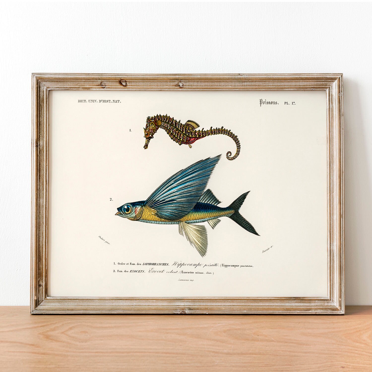 Flying Fish Antique Print Illustration, Vintage Fish Poster