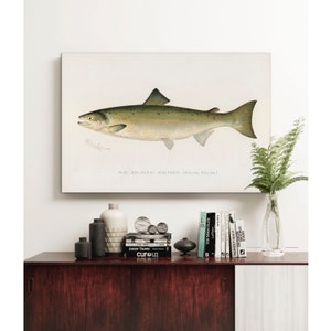 Atlantic Salmon Canvas Fish Print, Vintage Fishing Poster Wall Art , Salmon Gift For Dad, Man, Fisherman Fisherman gift Fishing sign | C14