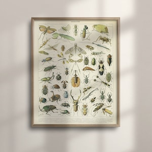 Adolphe Millot Insect Poster: Vintage Larousse Science Print