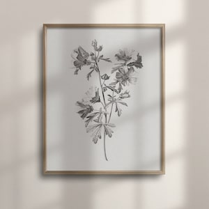 Vintage Botanical Sketch, Farmhouse Floral Wall Art, Antique Flower Drawing, French Country Decor, Nature Inspired Poster Print, C16-1463