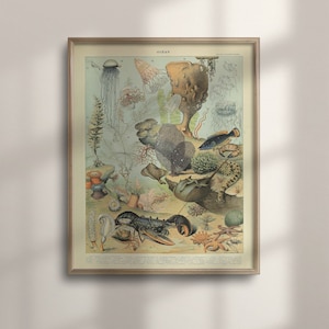 Vintage Sea Life Poster: Adolphe Millot Marine Illustration