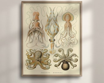 May include: A vintage illustration of four different types of octopus, with detailed drawings of their tentacles and bodies. The illustration is in shades of brown, beige, and white, with a light cream background. The text "Gamochonia - Tridderkraken" is at the bottom of the illustration.