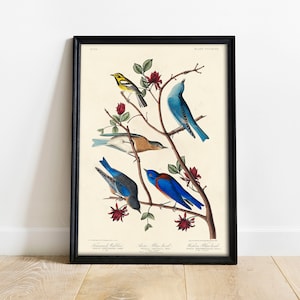 Arctic Blue Bird Print, Antique Bird Painting, Vintage Drawing Poster Wall Art, Western Blue Bird, bird portraits, bird photography | COO369
