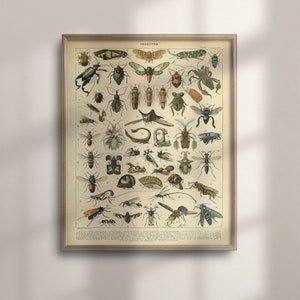 Adolphe Millot Vintage Insect Poster: Larousse Botanical Print