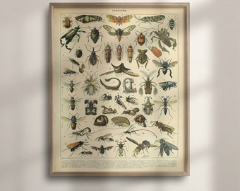 Adolphe Millot Vintage Insect Poster: Larousse Botanical Print