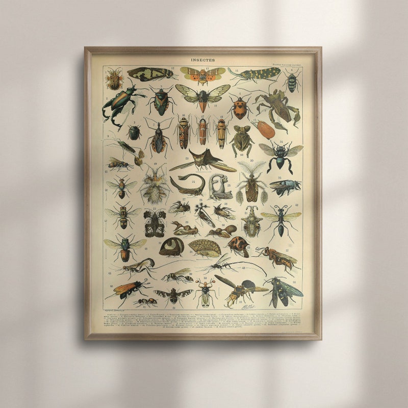 Insect Poster - Etsy