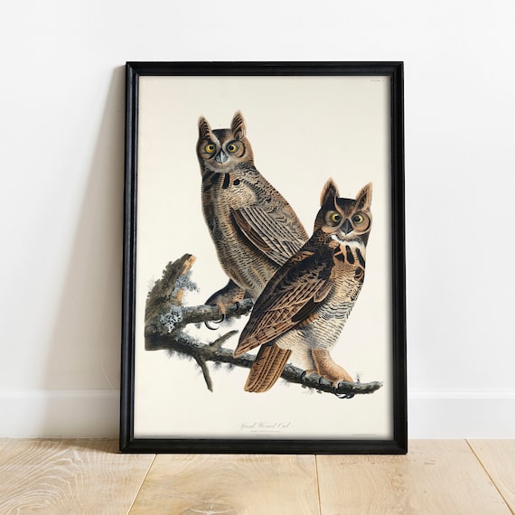 Owl Print Antique Bird Painting Vintage Drawing Poster Wall - Etsy