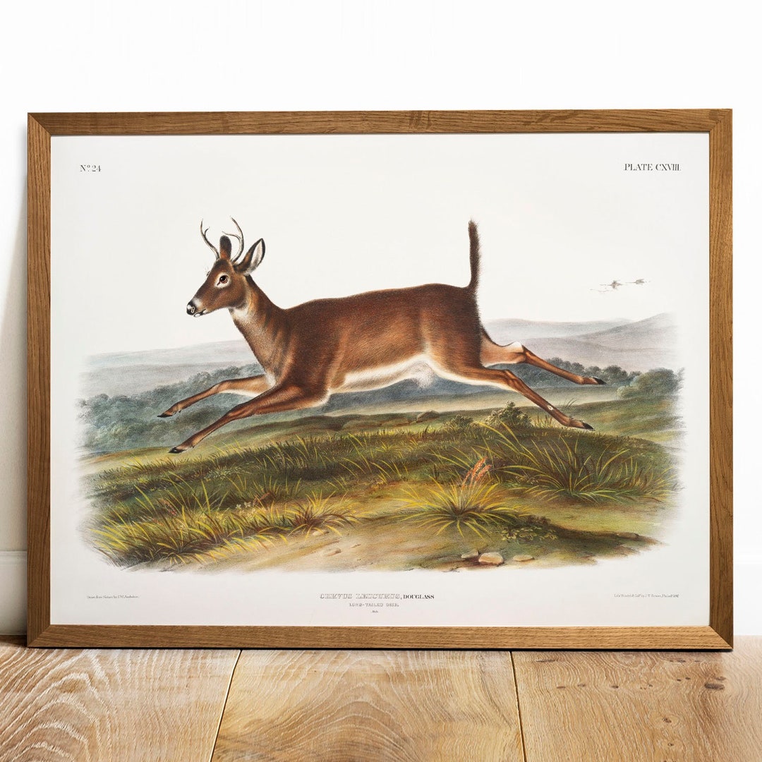 Deer Print, Antique Animal Painting, Vintage Drawing Poster Wall Art ...