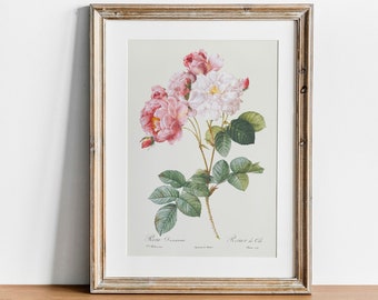 Antique Rose Print: Vintage Botanical Wall Art