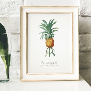 Pineapple Print, Vintage Kitchen Poster Wall Art Decor, Pineapples drawing Gift for Mom, her, kitchen , kitchen wall art fruits art | B21