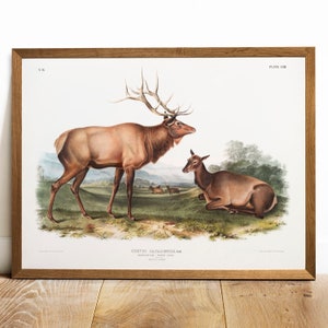 Antique Elk Print: Vintage Animal Wall Art Reproduction