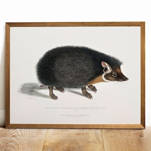 Antique Collared Hedgehog Print: Vintage Animal Wall Art