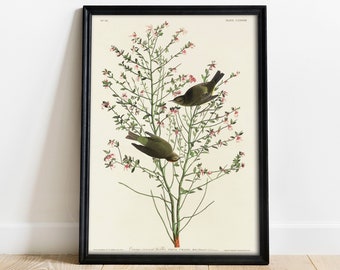 Audubon Warbler Print: Vintage Bird Drawing, Natural History Art