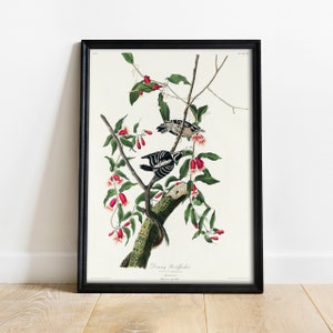 Downy Woodpecker Print, Antique Bird Painting, Vintage Drawing Poster Wall Art, Woodpecker, vintage bird poster, vintage drawing | COO394