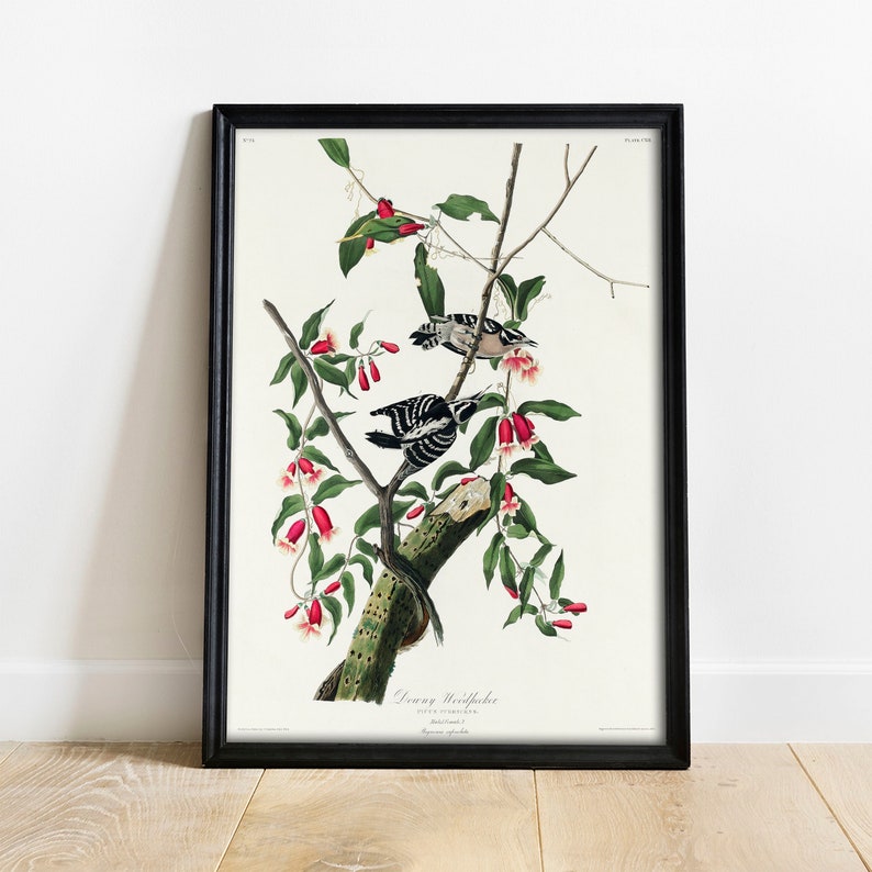 Woodpecker Downy Woodpecker Print Vintage Drawing Poster Wall Art Antique Bird Painting vintage bird poster vintage drawing COO394