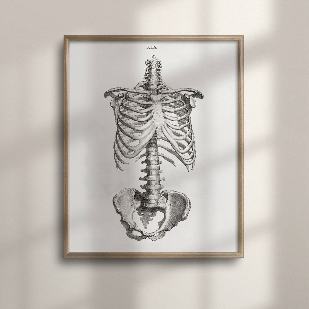 Antique Anatomy Print: 1733 Skeleton Illustration, Vintage Medical ...