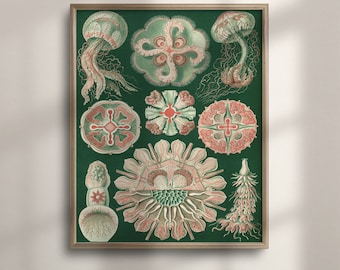 Ernst Haeckel Jellyfish Lithograph: Vintage Ocean Art Print