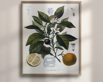 Vintage Orange Botanical Print: Fruit Illustration Wall Art
