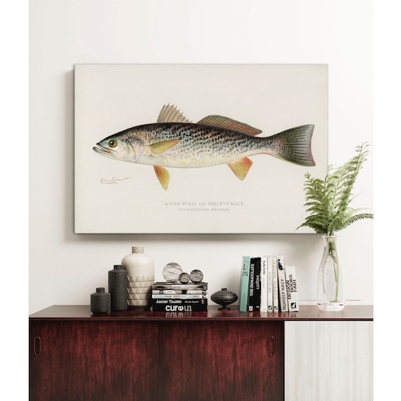 Weak Fish Canvas Fish Print, Vintage Fishing Poster Wall Art , Squeteacue  Gift for Dad, Man, Fisherman Fish Print Fishing Party Decor C17 -   Singapore