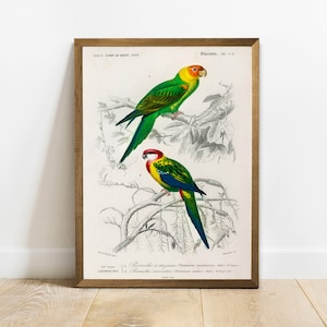 Antique Parrots Print: Vintage Bird Drawing Wall Art