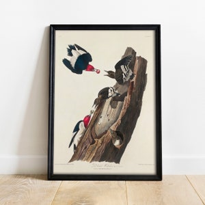 Woodpecker Print, Antique Bird Painting, Vintage Drawing Poster Wall Art Decor, Red headed, bird prints art, bird pictures | COO332