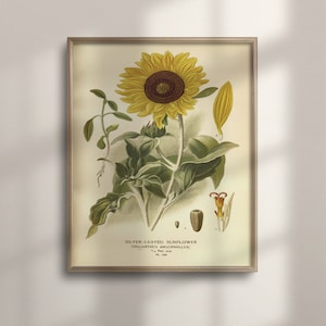 1897 Sunflower Botanical Print: Vintage Floral Wall Art