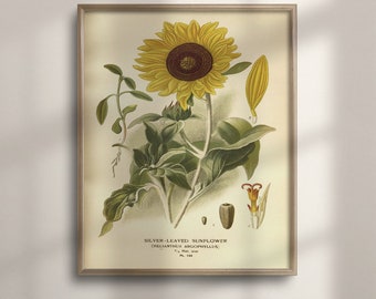 1897 Sunflower Botanical Print: Vintage Floral Wall Art