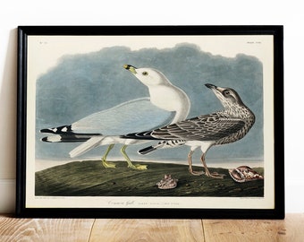 May include: A vintage print of two seagulls, one white and one grey, perched on a grassy shore. The print is titled "Common Gull" and is from the book "Birds of America" by John James Audubon. The print is framed in black.