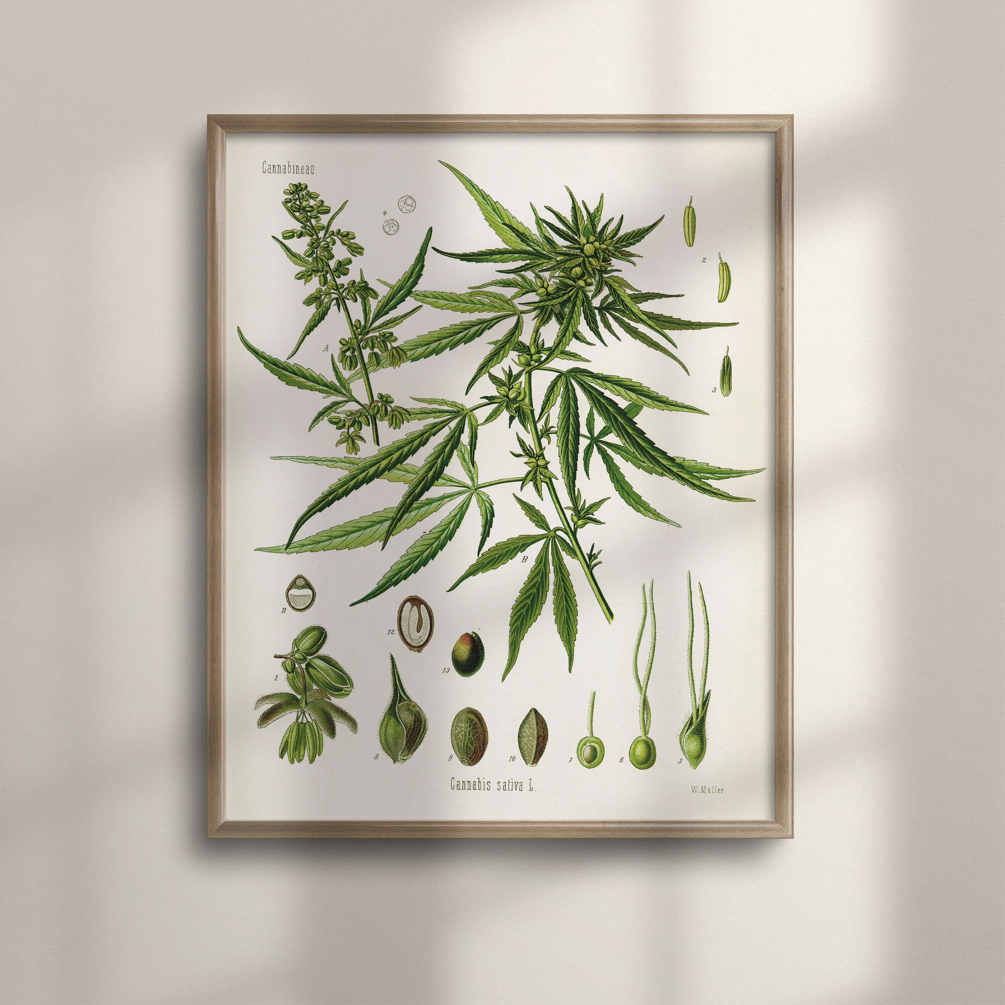 絵画 cana Cannabis Sativa Botanical Art Print, Köhler's Poster, C16-887 - Etsy