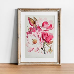Magnolia Print, Vintage Botanical Poster Wall Art Decor, Flower,  kitchen art,  abstract flower, flower art print | CO631