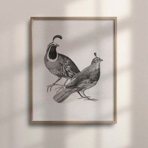 Vintage Quail Sketch Art, Antique Farmhouse Kitchen Decor, Neutral Wall Art, Simple Bird Poster, Modern Rustic Home Decor, C16-1430