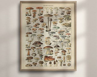 Vintage Mushroom Botanical Print: Adolphe Millot Larousse Art