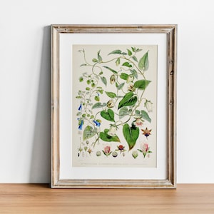 Tobacco Print, Vintage Botanical Poster Wall Art Decor, Plant,  kitchen art,  botanical nursery, botanical flower | CO630