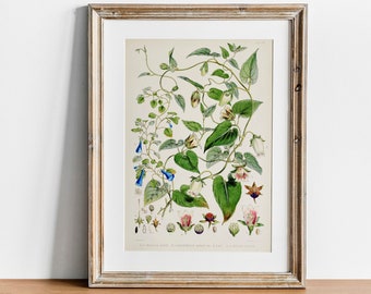 Tobacco Print, Vintage Botanical Poster Wall Art Decor, Plant,  kitchen art,  botanical nursery, botanical flower | CO630