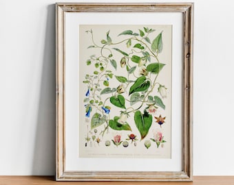 Vintage Tobacco Botanical Print: Himalayan Plant Poster