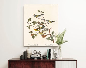 Warbler Canvas Print: Vintage Audubon Bird Art