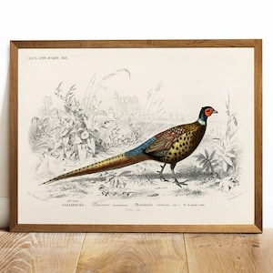 Impresión de faisán, pintura de animales antiguos, arte de póster de dibujo vintage, faisán de cuello anillado, decoración de dormitorio de animales, vida silvestre americana / COO156