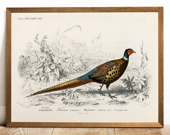 Pheasant Print: Vintage Animal Drawing, American Wildlife Art