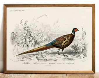 Pheasant Print, Antique Animal Painting, Vintage Drawing Poster Art, Ring-necked Pheasant,  animal bedroom decor, american wildlife | COO156