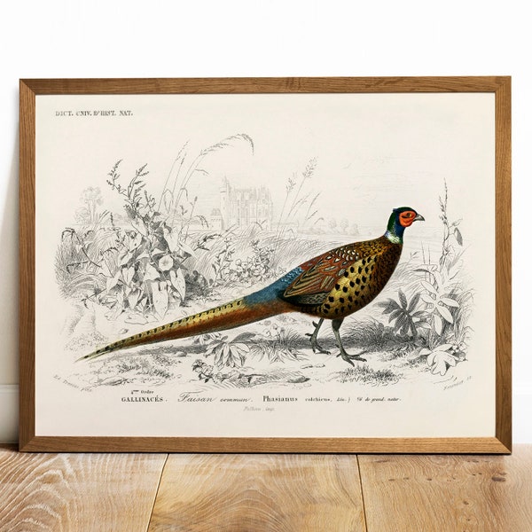 Pheasant Print, Antique Animal Painting, Vintage Drawing Poster Art, Ring-necked Pheasant,  animal bedroom decor, american wildlife | COO156