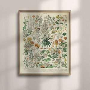 Adolphe Millot Vintage Botanical Poster: 1909 Floral Wall Art