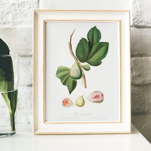 Fig Antique Print Illustration, Kitchen Poster, Ficus Carica Bifera drawing Gift for Mom kitchen , watercolour fruit watercolor print | B36